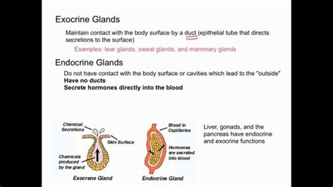 Endocrine Vs Exocrine Glands - YouTube