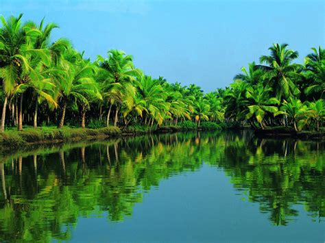 Coconut Trees | Land of Coconut Trees | Kerala | Kerala