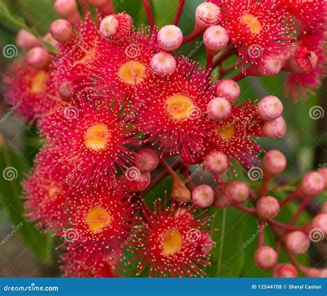 Red Flowers of Australian Gum Tree Eucalyptus Stock Photo - Image of ...