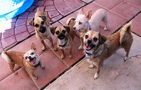 About Our Dog Shelter | Non Profit | Arizona Small Dog Rescue