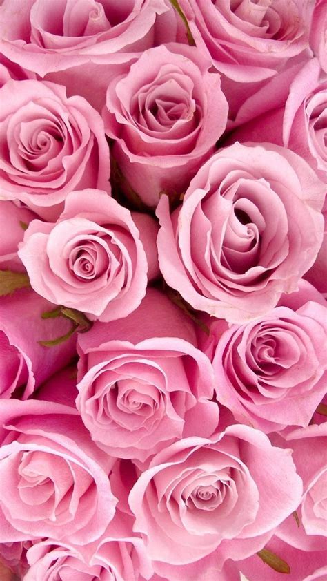 Pink roses iPhone wallpaper | ピンクのバラ, バラの壁紙, Iphone 5壁紙