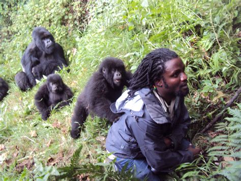 Gorilla safaris - Adventure Uganda Safaris