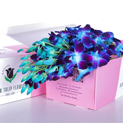 Buy Orchids Dendrobium Blue in Pink Box Online | Florist UAE