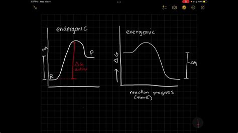 Exergonic And Endergonic Reactions