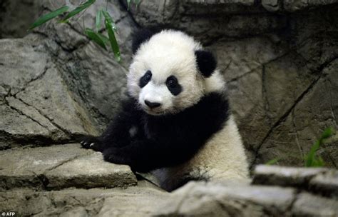 est100 一些攝影(some photos): Bei Bei, Giant panda cub, at the National Zoo ...