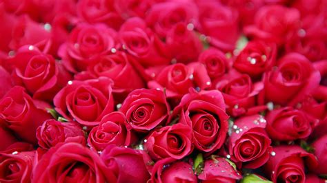 Red Roses Petals Flowers Background HD Flowers Wallpapers | HD ...