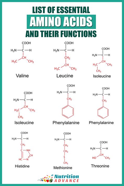 Structure And Function Of 20 Amino Acids at Lorene Ford blog