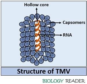 What is Tobacco Mosaic Virus? Structure, Genome, Disease Cycle ...