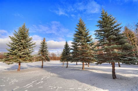 Wallpaper : trees, lake, snow, winter, spruce, wilderness, fir, conifer ...