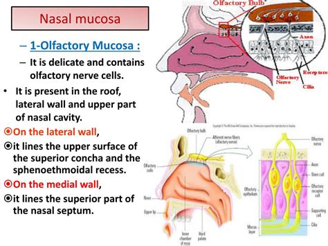 PPT - Nose, Olfactory nerve and olfactory pathway PowerPoint ...