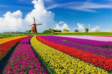 48 Stunning Tulip Fields Photos That Will Inspire You