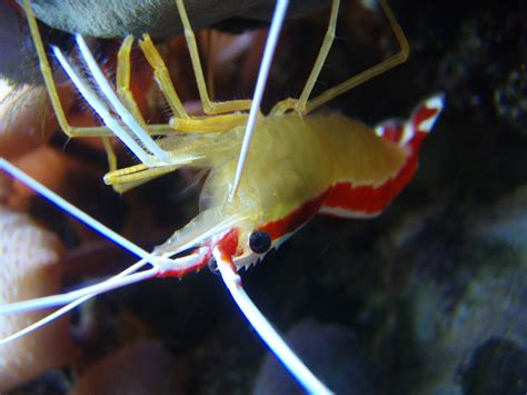 Cleaner shrimp | Reef aquarium, Marine life, Saltwater