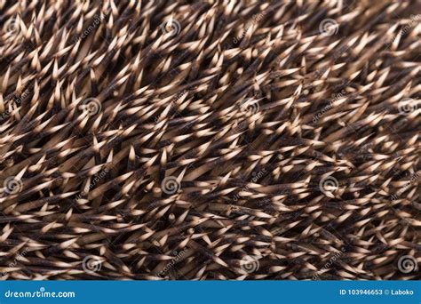 The Spines of the Hedgehog, a Close-up Stock Image - Image of sharp ...