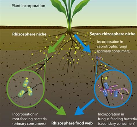 What is Rhizospheric soil? – ouestny.com