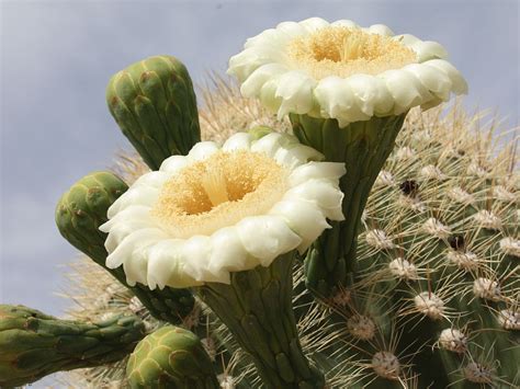 New Saguaro Flowers – A Close-Up – Verna and Bob's Weblog