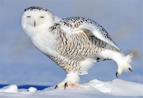 Snowy Owl Facts For Kids | Amazing Snowy Owl Behavior, Diet, Habitat ...