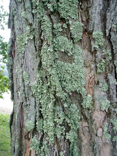 13 Common Maple Tree Problems and Diseases (With Pictures) - Dengarden