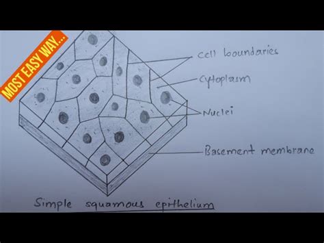 Simple Squamous Epithelium