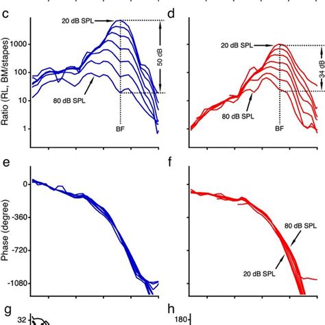 The reticular lamina and basilar membrane vibrations measured from a ...