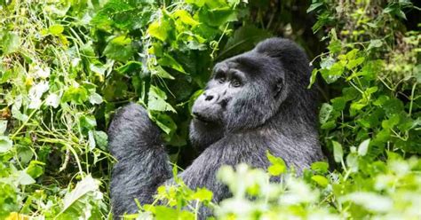 Silverback Gorilla Behavior - AnimalBehaviorCorner