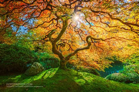 How to Shoot Portland Japanese Garden - Fototripper