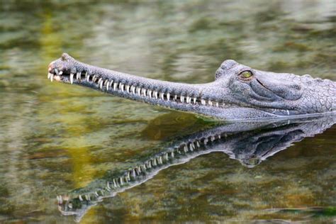 14 Incredible Gharial Facts - Fact Animal