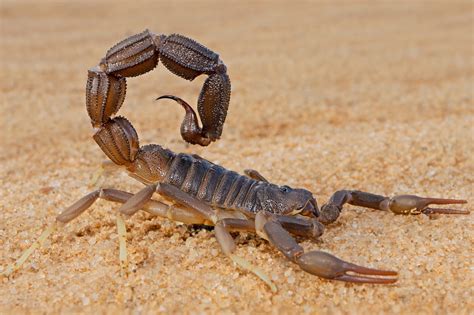 2 Scorpion Species Found in Wyoming! (w/Pics) - Bird Watching HQ