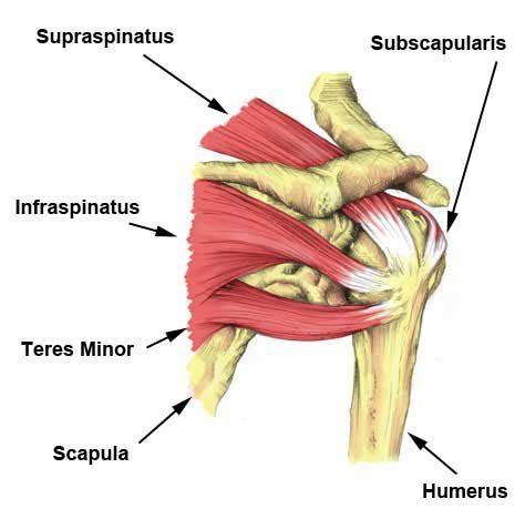 What is Rotator Cuff Related Shoulder Pain? — United Physiotherapy Group