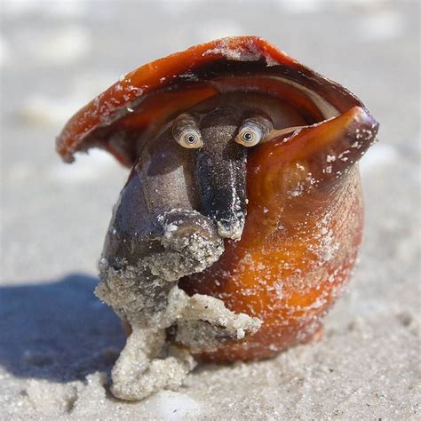 Florida Fighting Conch | Fighting conch, Conch snail, Weird animals