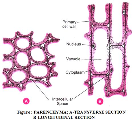 Types of Plant Tissue