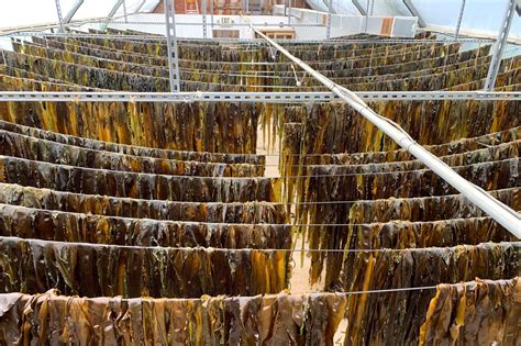 Kelp Farming May Help Clean New York’s Polluted Waterways and Fight ...