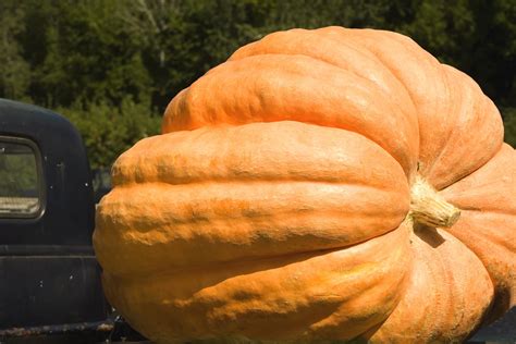 Man Paddles 38 Miles in Hollowed-Out Pumpkin