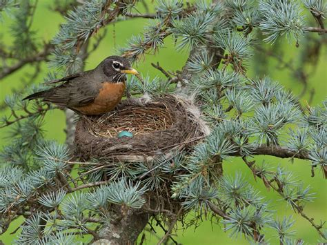 American Robin Nesting (All You Need To Know) | Birdfact