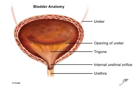 Bladder / Urethra Anatomy - USMLE Strike