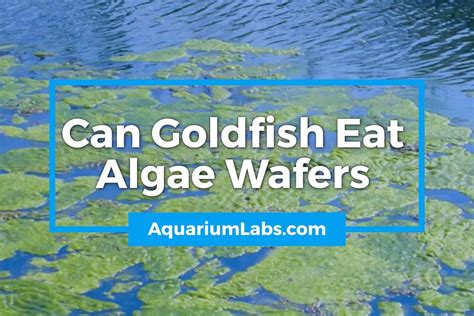 Can Goldfish Eat Algae Wafers? – Aquarium Labs