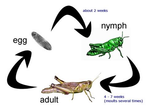 Life Cycle of A Grasshopper/Cricket