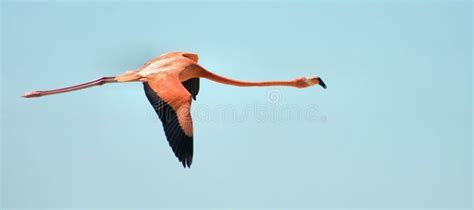 Flying Flamingo stock photo. Image of view, beautiful - 147439042