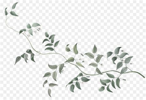 Vine Clip art - Hedera png download - 500*552 - Free Transparent Vine ...