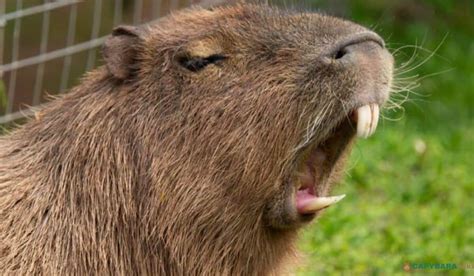 Capybara Teeth: Size, Count & Facts Explained