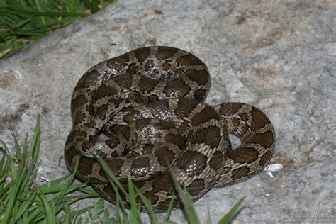 Great Plains Rat Snake (Pantherophis emoryi) - Psychotic Nature