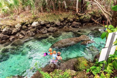 Want to Swim with Manatees in Crystal River, Florida? Read this first!