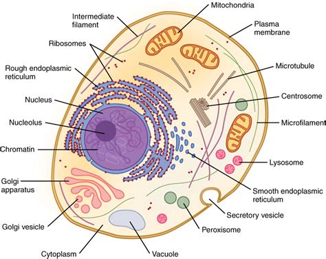 The Cytoplasm and Cellular Organelles | Anatomy and Physiology I