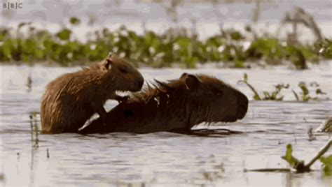 Capybara GIF - Find & Share on GIPHY