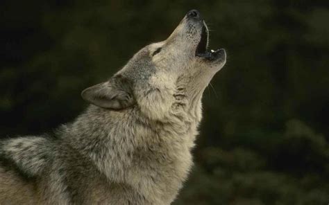 Howling wolf - Wolves Photo (37003575) - Fanpop