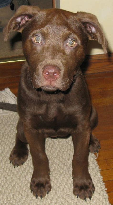 Chocolate Lab Pit Mix Puppies - Red Nose Pitbull Lab Mix - Dog Gallery ...