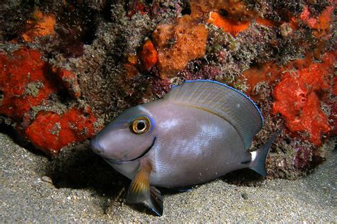 Ocean Surgeonfish - South Carolina Aquarium