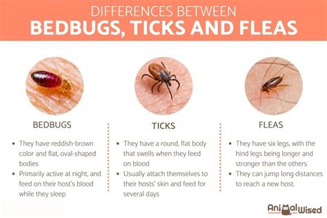 Bedbugs vs. Ticks vs. Fleas - Physical Features, Feeding Habits and ...