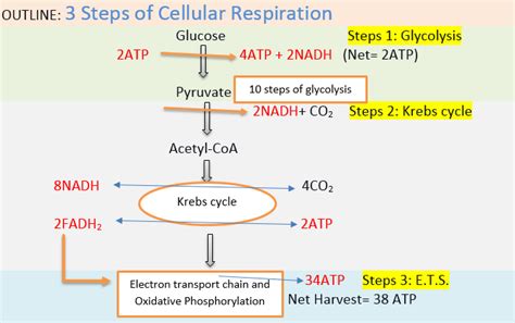 Cell Respiration Steps