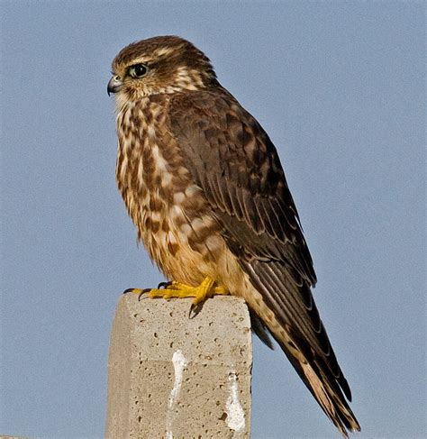 Duhallow Raptor Conservation Project: Other Birds of Prey