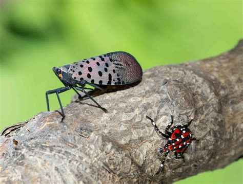 The invasive spotted lanternfly is spreading across the eastern US ...